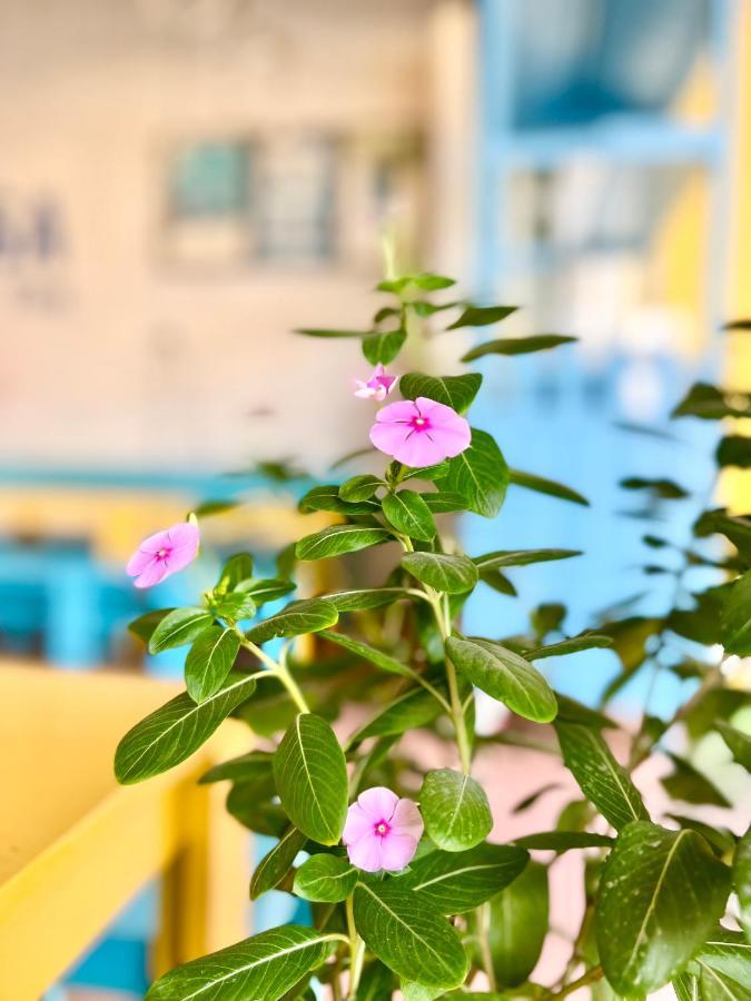 La Casa Homestay - 11B Anh Dao, Bai Chay ها لونغ المظهر الخارجي الصورة